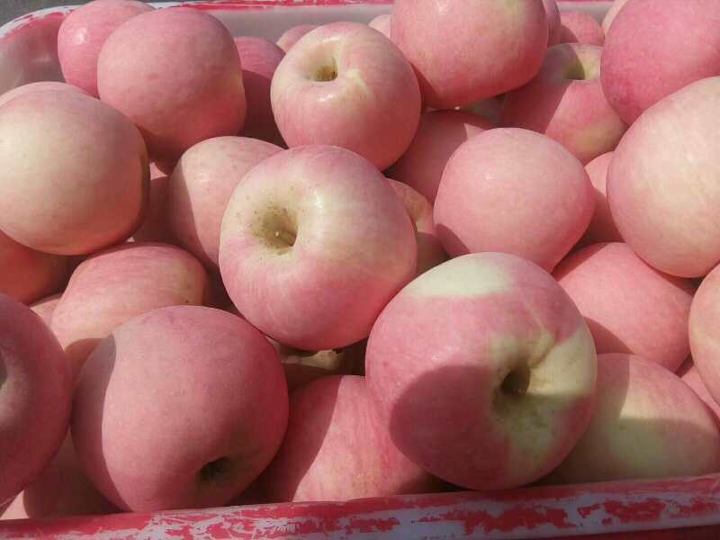 山东红富士苹果