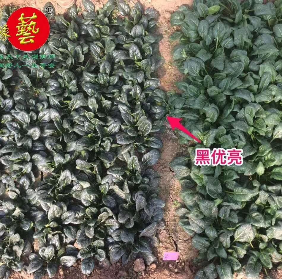 黑圆大叶菠菜种子 黑优亮菠菜品种子~半圆叶片厚叶色黑绿有