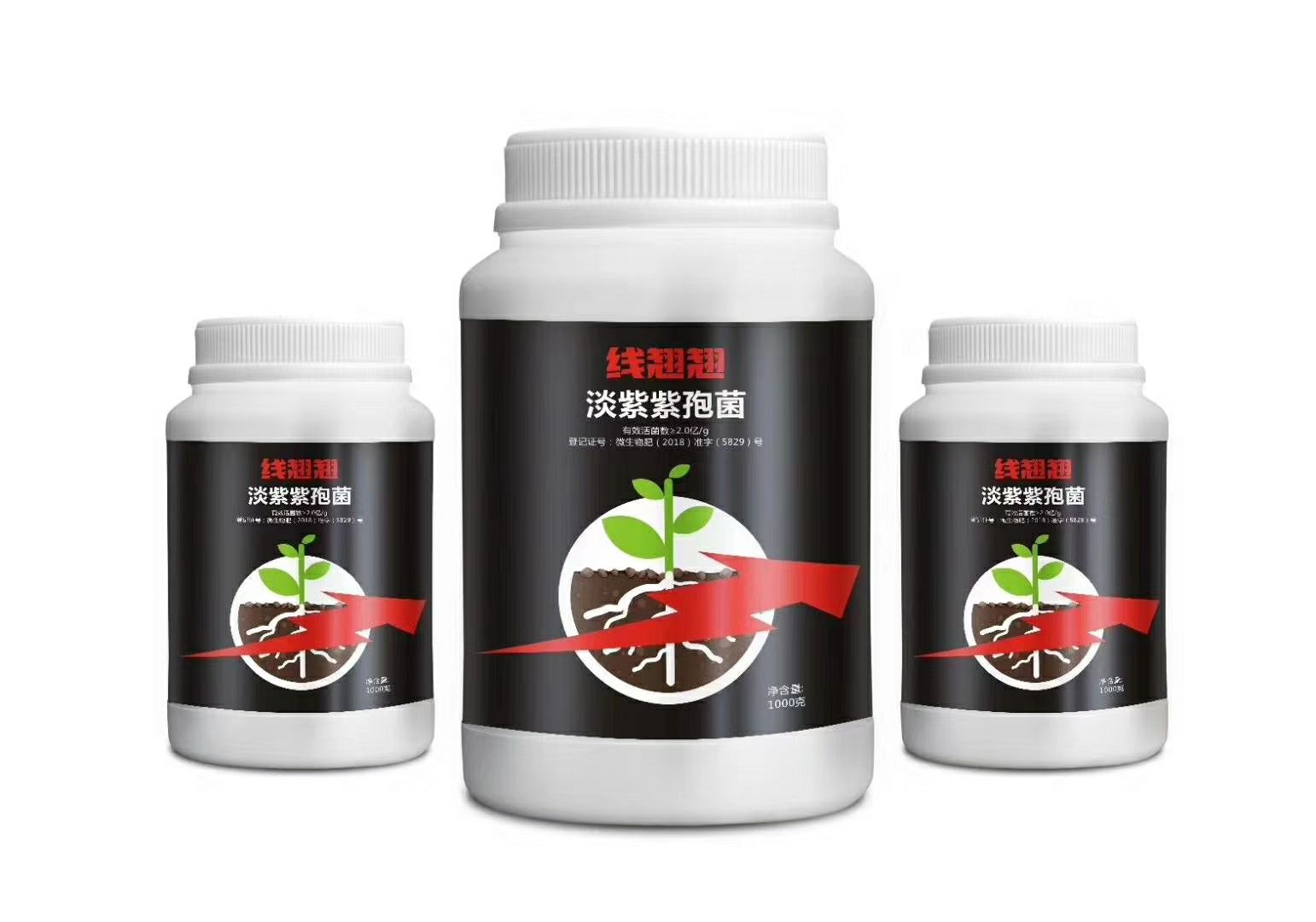 冲施肥 线翘翘淡紫紫孢菌，线虫的克星