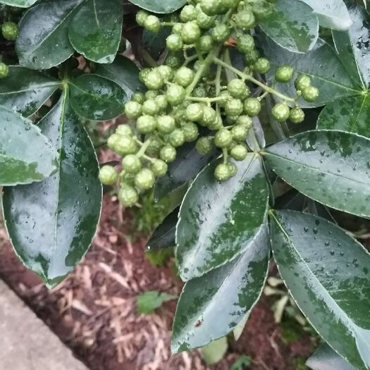 重庆市 江津鲜花椒