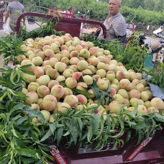 新野县突围桃 头茬果
