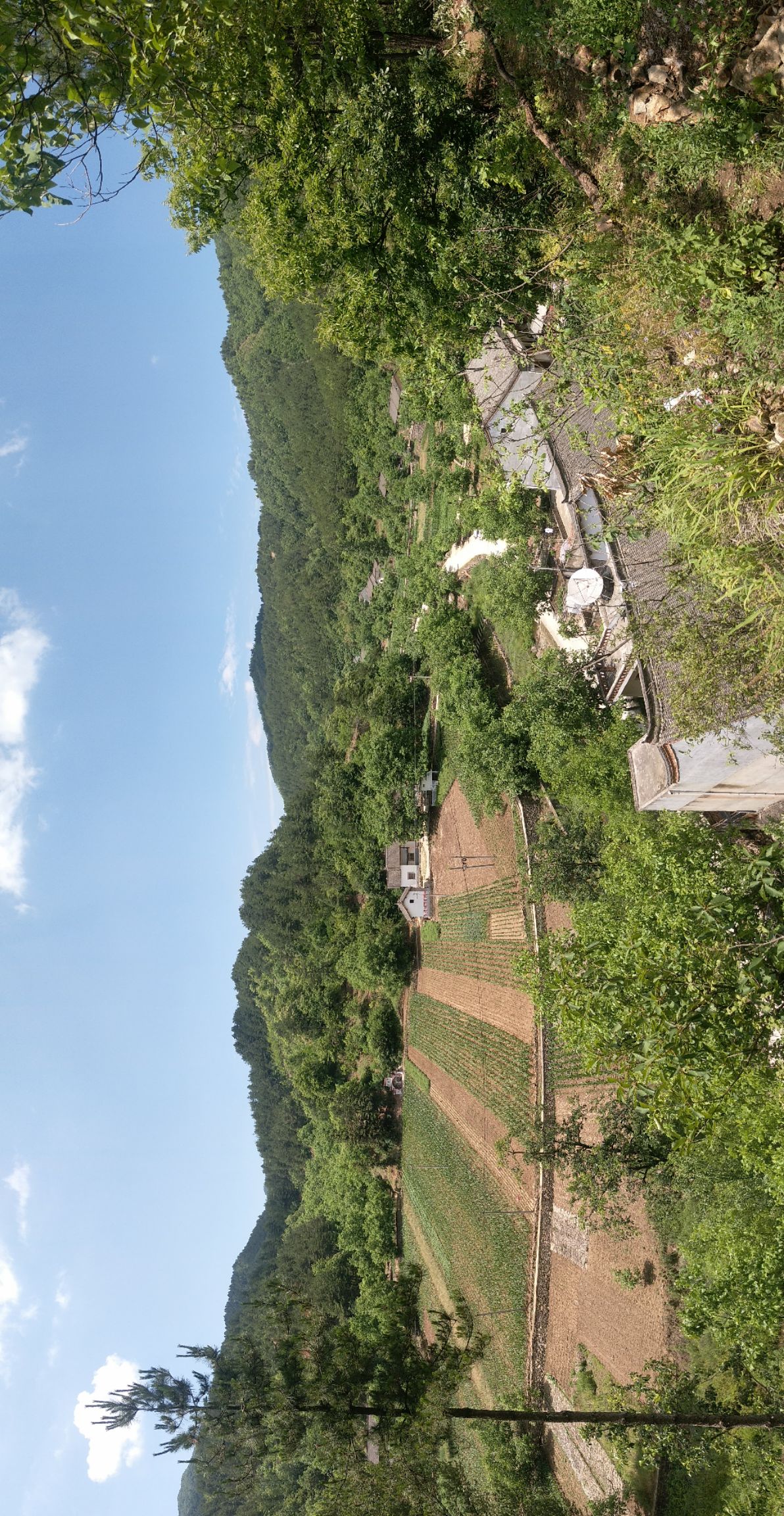 秦岭白皮松