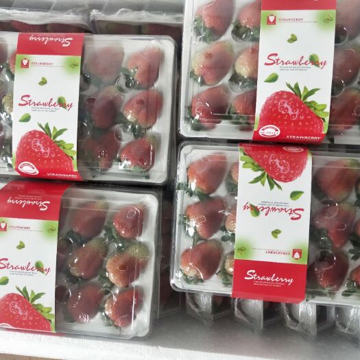 蒙特瑞草莓  2022年5月云南会泽县四季草莓上量来袭