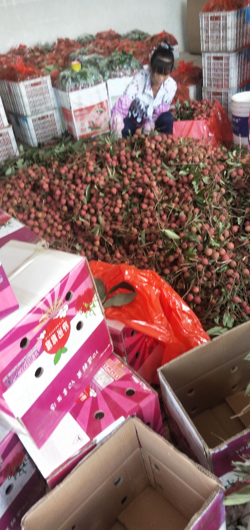  广西新棠黑叶荔枝