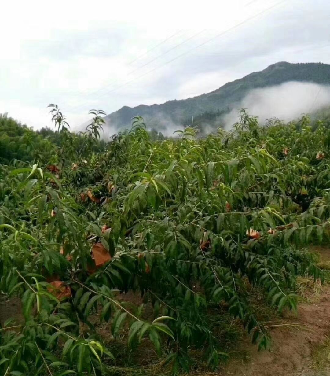 炎陵黃桃錦繡黃桃歡迎微商一件代發(fā)現(xiàn)摘現(xiàn)發(fā)，壞果包賠包郵