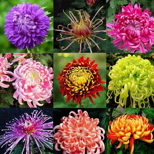 沭阳县 菊花苗菊花盆栽四季开花杭州白菊金丝皇菊花花卉室内室外观花植物