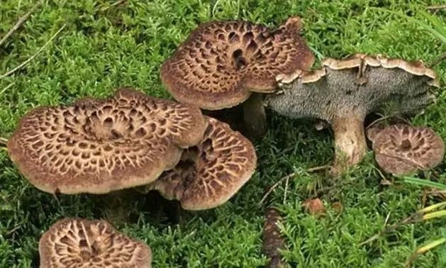 扎蘭屯市 虎掌菌