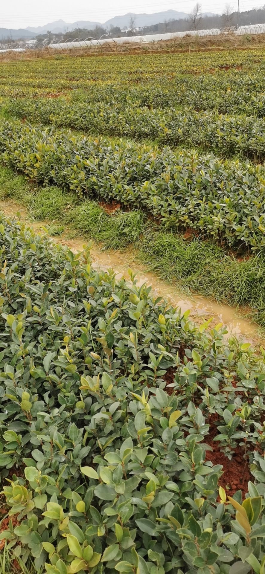  高产嫁接油茶苗长林系列优质中大果茶子树苗出油率高木子油茶籽苗