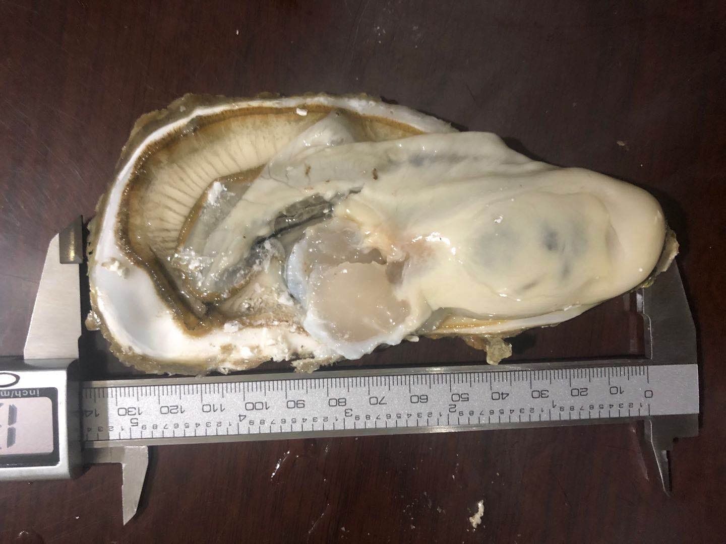 大连生蚝 精品大连3倍体生蚝