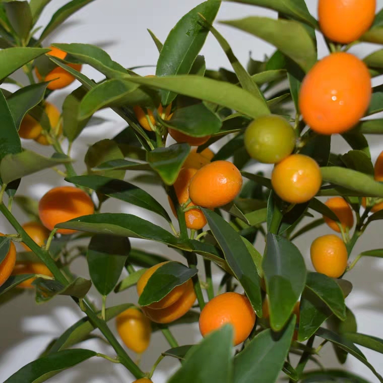 金桔苗脆皮金桔树苗基地直销带果发货