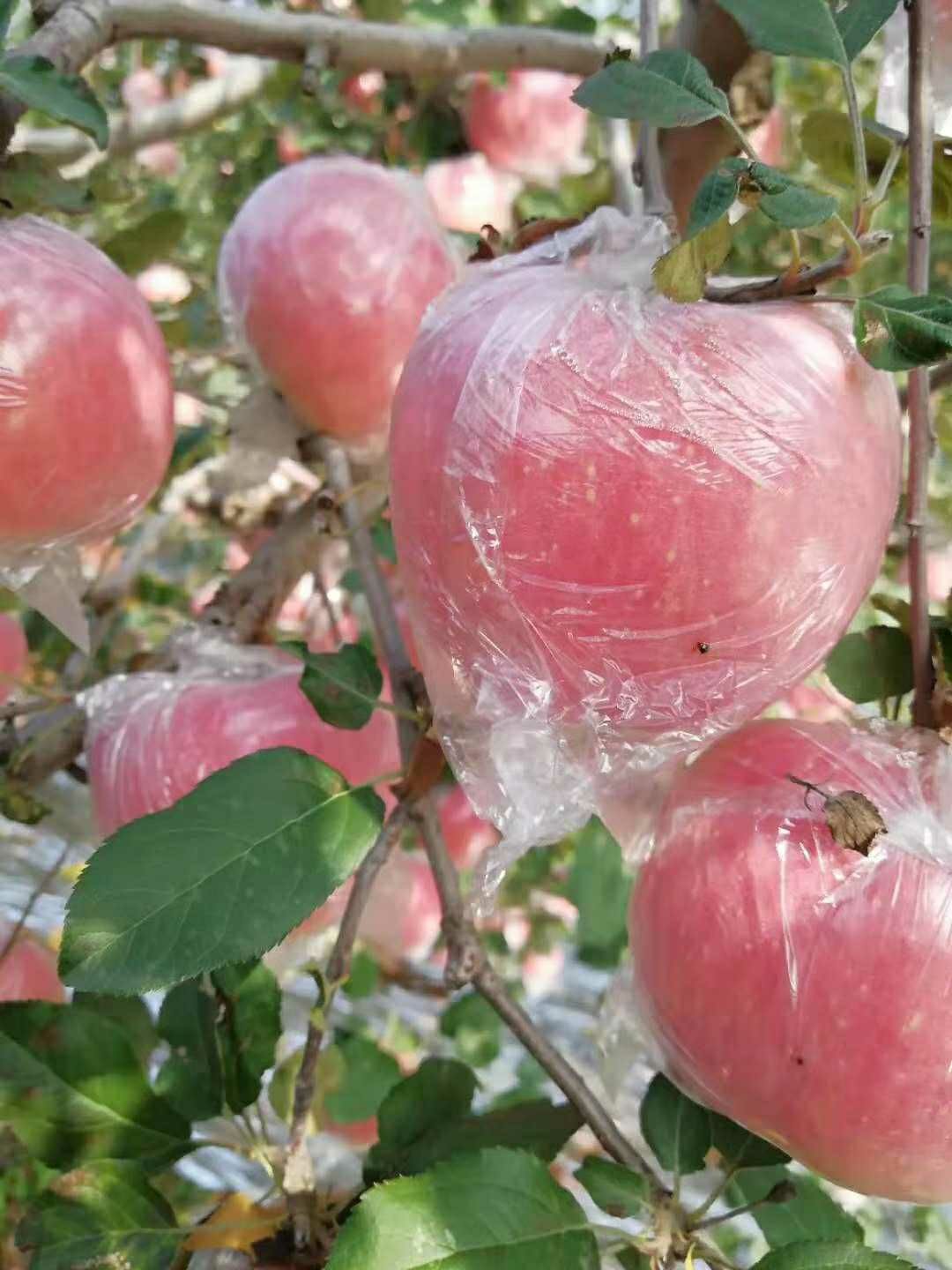  山西运城，红富士苹果