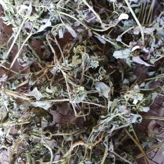 灵山县飞扬草