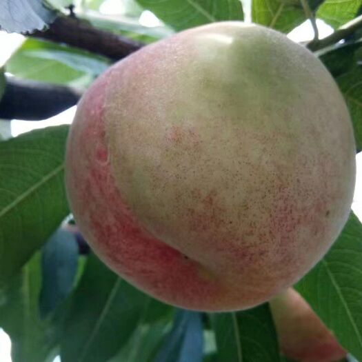 镇远县 150万斤+ 水蜜桃预售 期待来电