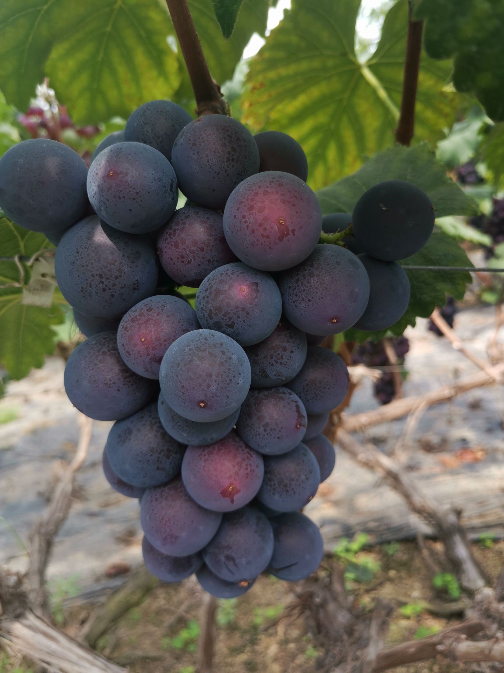  自家大棚巨峰葡萄