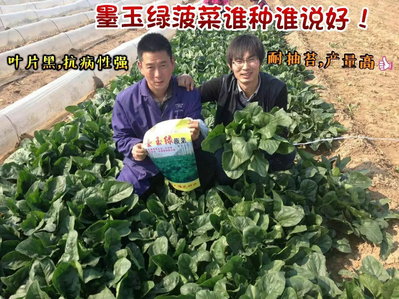 黑圆大叶菠菜种子 黑优亮菠菜品种子~半圆叶片厚叶色黑绿有