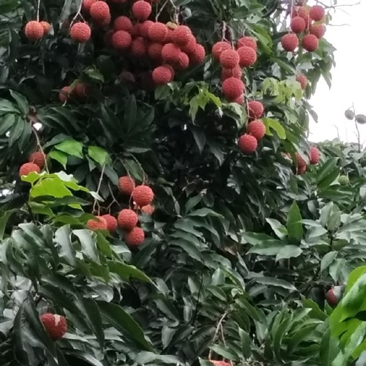 广州桂味荔枝  增城桂味