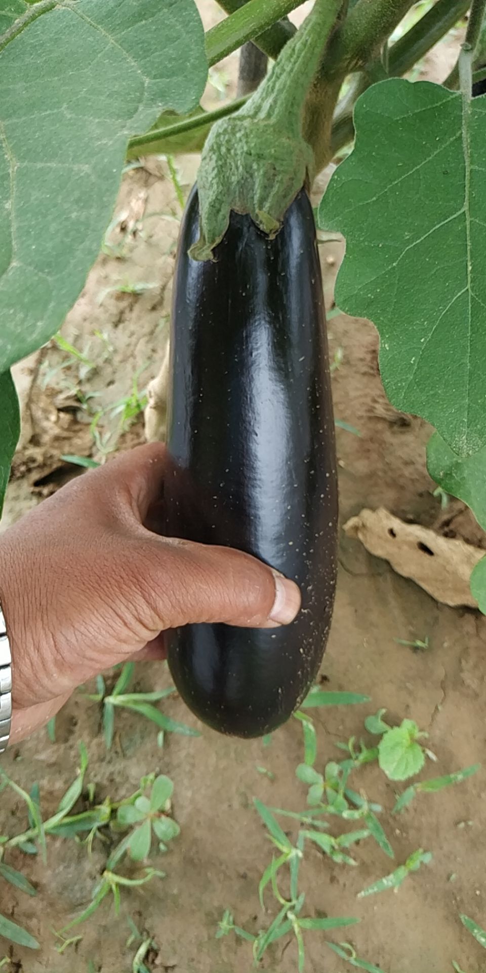 兰陵县 精品黑宝茄子,质优价廉,保质保量