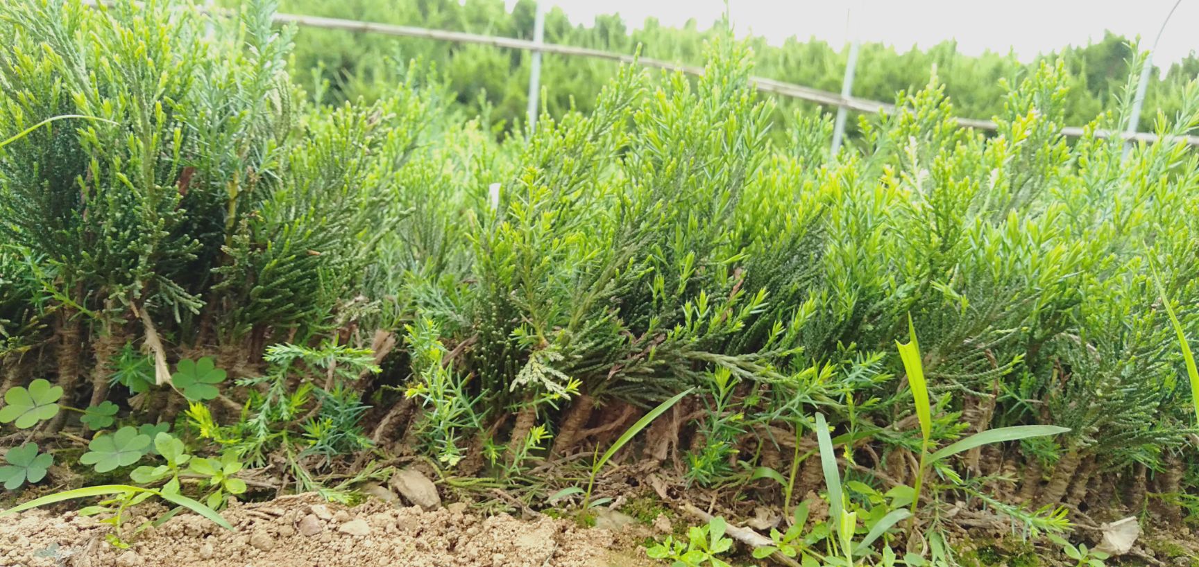 小龙柏  新龙柏小苗（麻绳嫁接）一天一个价现在Ω2元