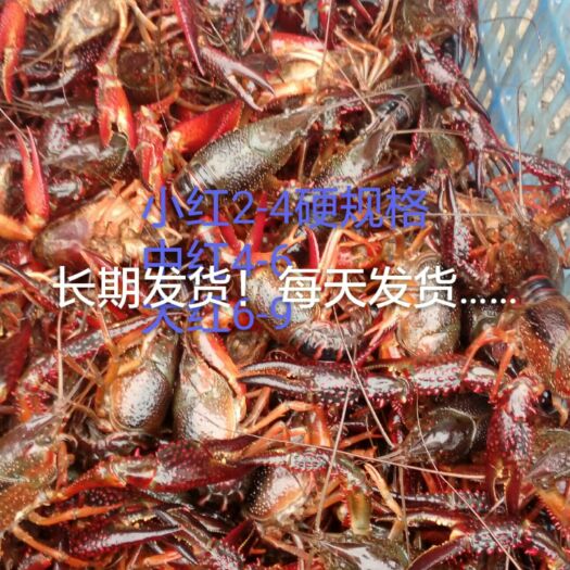 天门市小龙虾  潜江！红壳青壳！主要345678钱左右。需要的客户