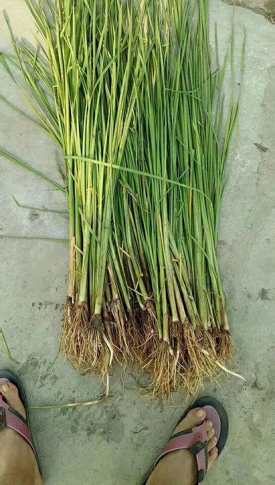  金鱼藻    伊乐藻    好黑藻   眼子菜多年生的沉水