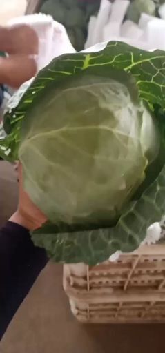 邯郸绿甘蓝 精品甘蓝无虫眼。整个河北省找不到第二家。