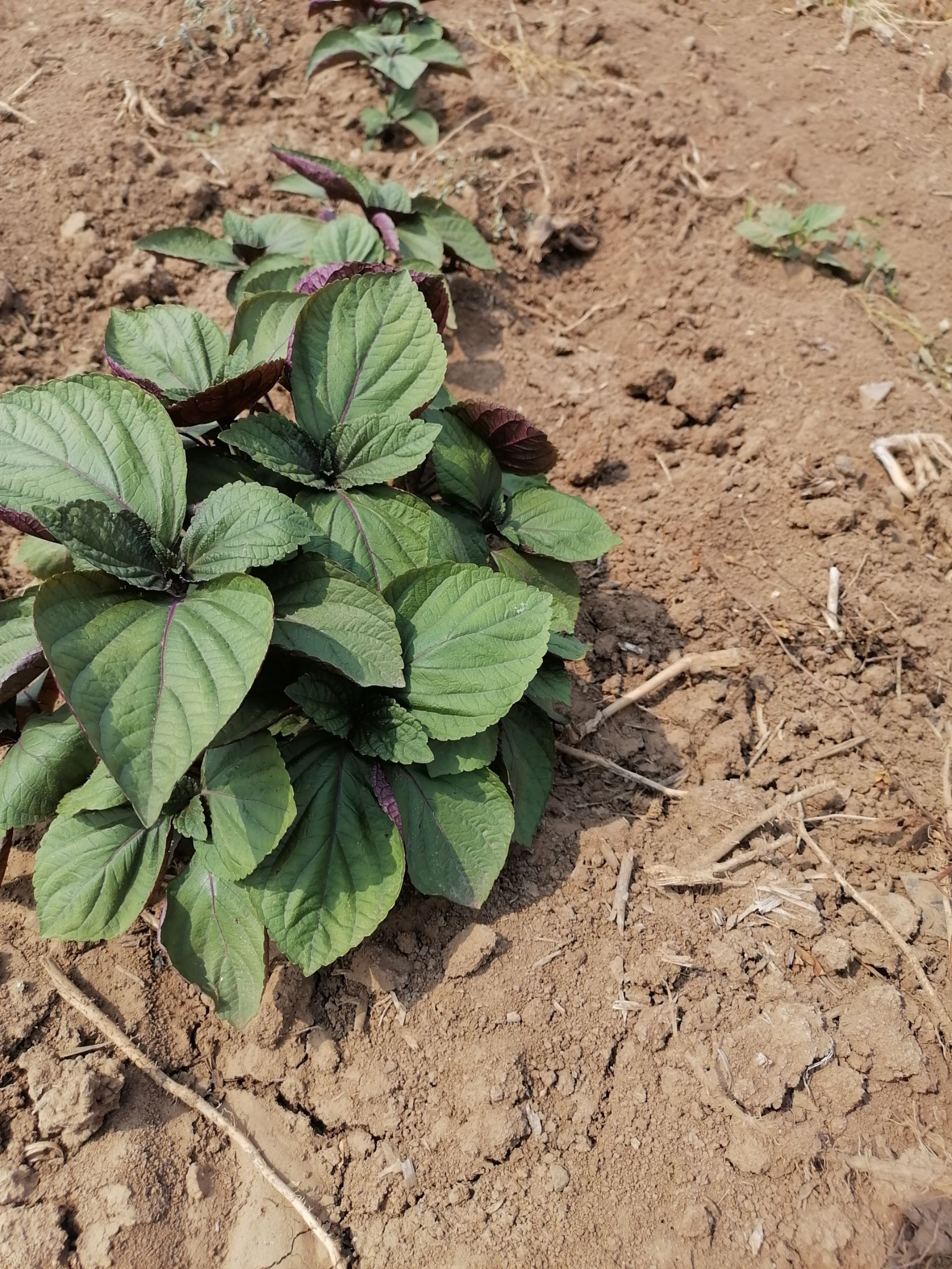  我公司种植紫苏，进行批发发货。
