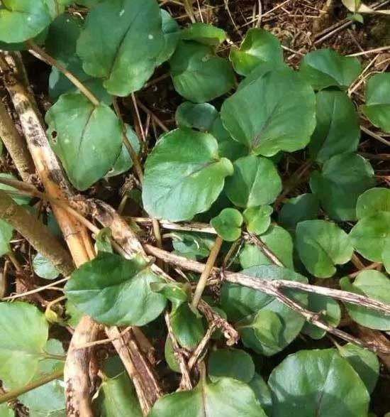 金钱草大叶，地产药材自然生长，干度好