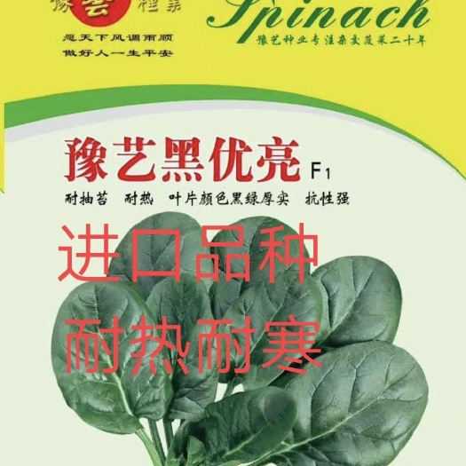 黑圆大叶菠菜种子 黑优亮菠菜品种子~半圆叶片厚叶色黑绿有