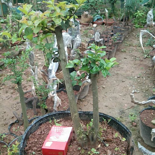 重庆市 金弹子熟桩小品