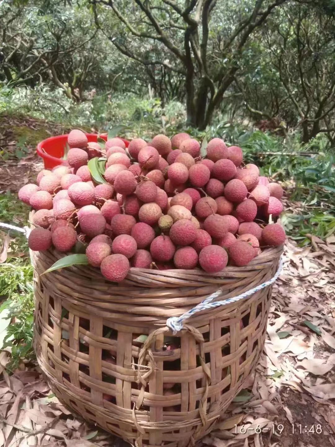  广西新棠黑叶荔枝