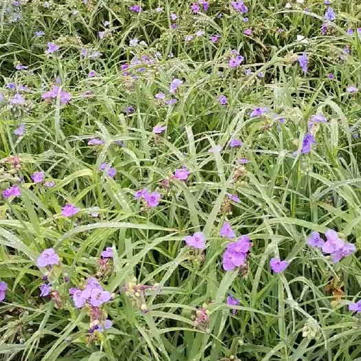 崇州市草花  紫露草