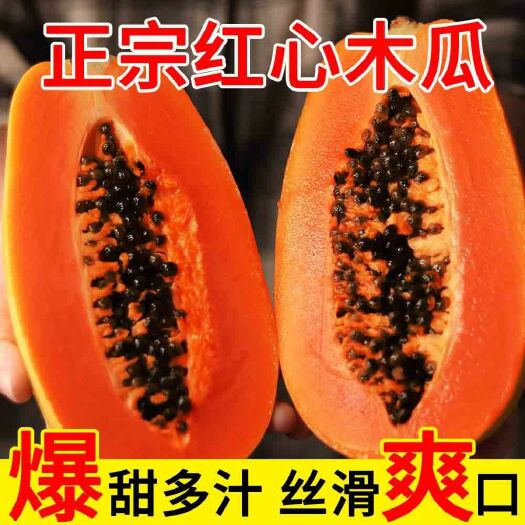 灵山县红心木瓜苗  木瓜树苗红肉木瓜苗 大青木瓜当年种植当年丰产 带土发货