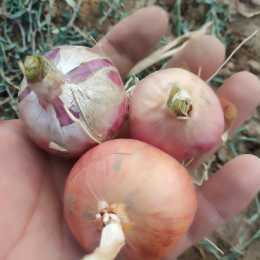 菏泽 优质小毛葱