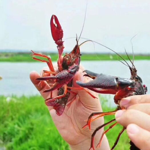 潜江市 小龙虾