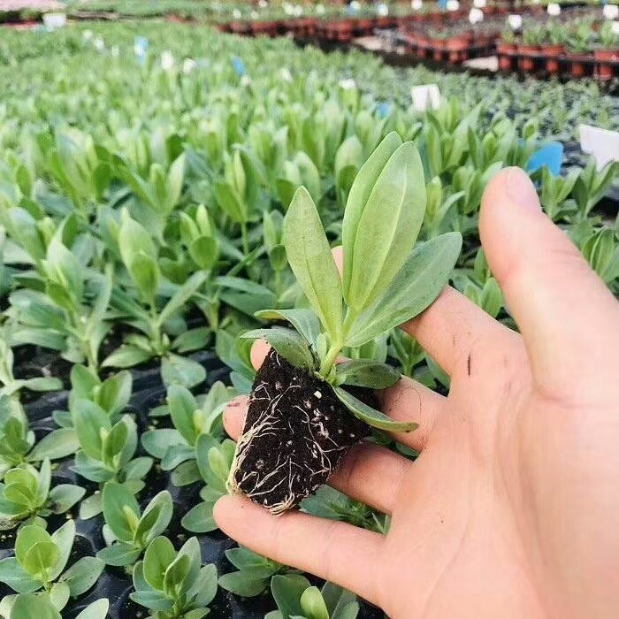  洋桔梗小苗，品种齐全，价格优惠，用途广泛，环境适应性强