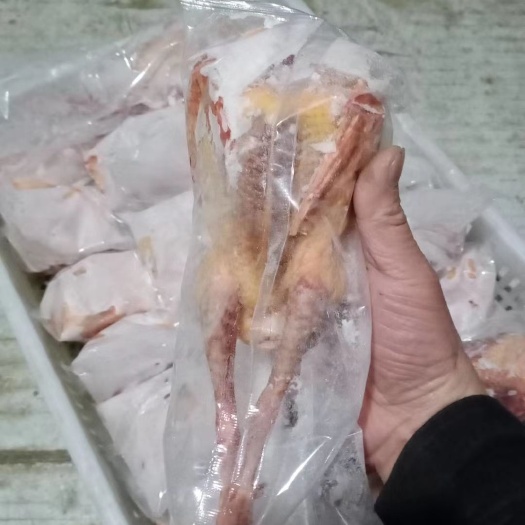 定州市白羽王鸽肉 白条乳鸽