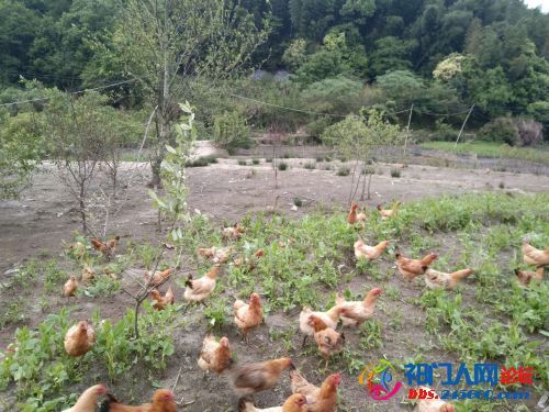 祁门县 全散养土鸡肉质鲜嫩欢迎订购