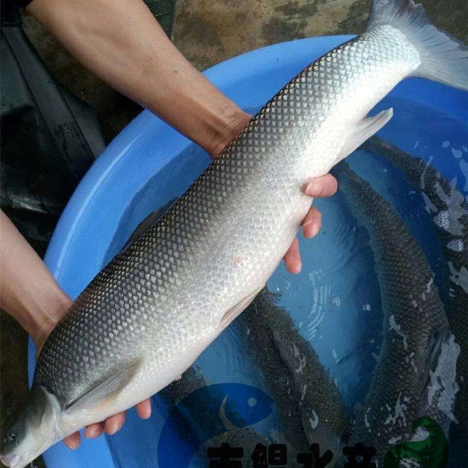 广州银鳕鱼苗/大鳞鲃鱼苗  免费提供技术  全国接单批发