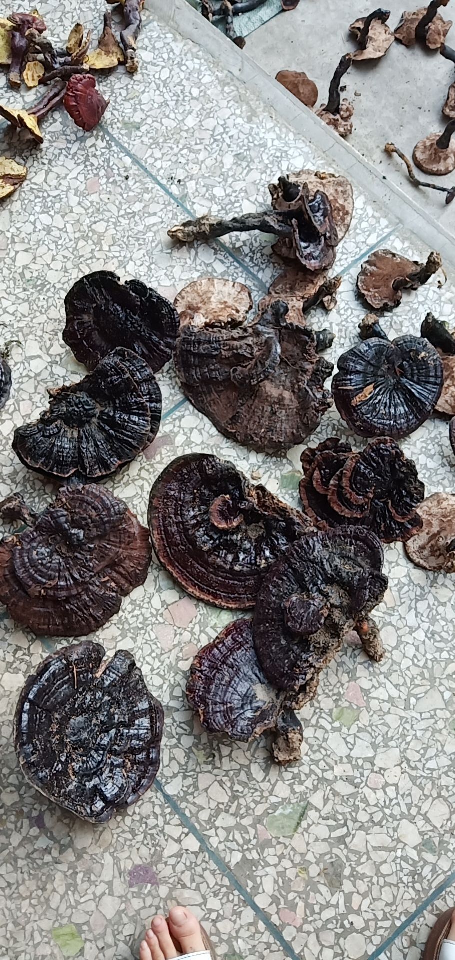 乐业县 黑灵芝