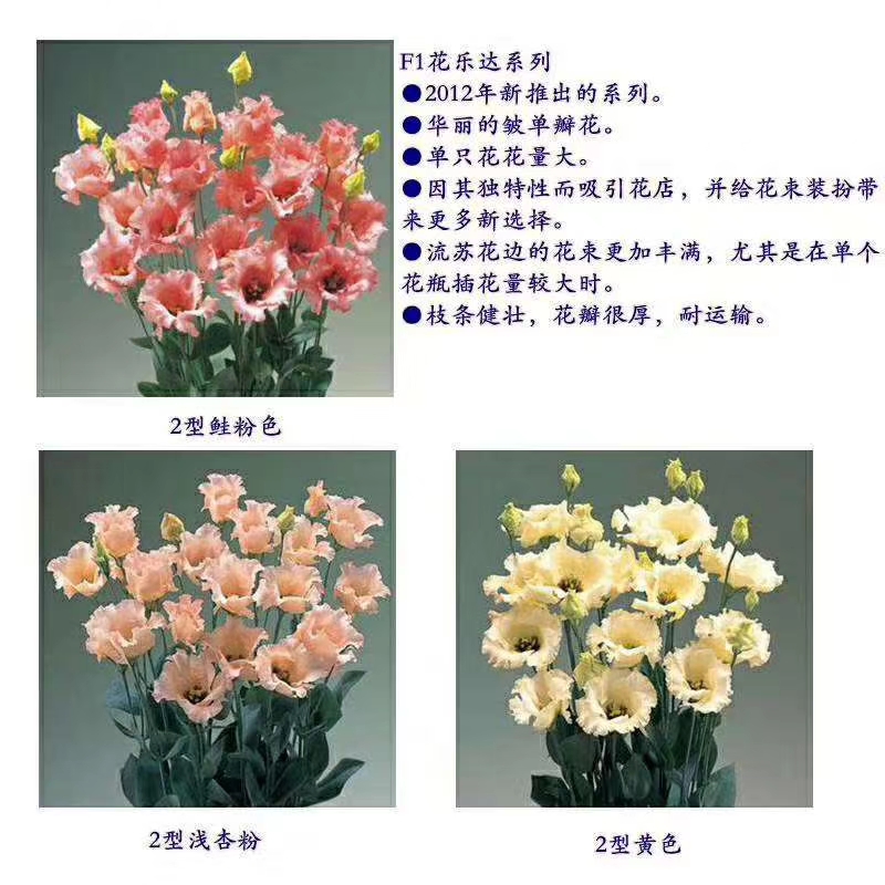  洋桔梗小苗，品种齐全，价格优惠，用途广泛，环境适应性强