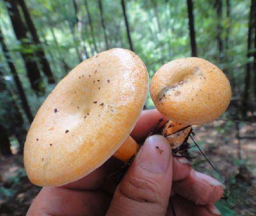 永顺县松树菌 顺丰发货，当天山上采摘，当天发货。1斤可发，一手货源