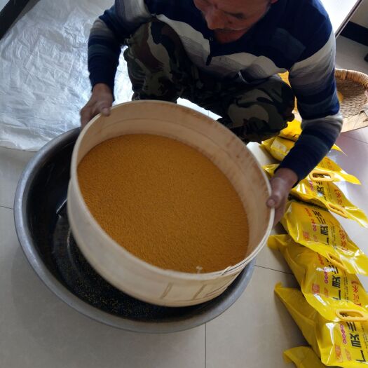 广灵县黄小米  山西大同优质8311品种广灵县小米