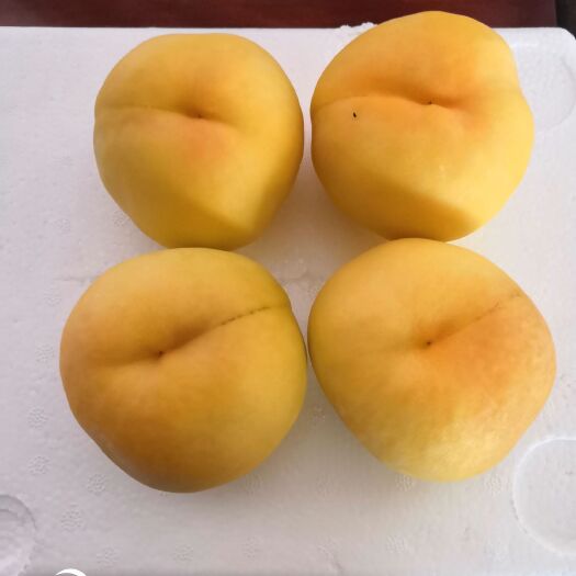 原阳县 黄桃