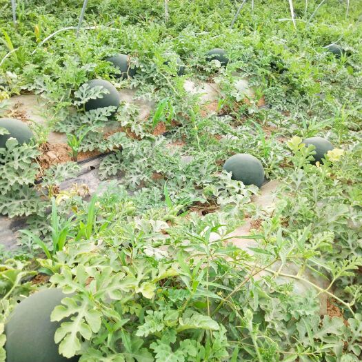 华阴市无籽西瓜 黑无籽，甜王大量上市