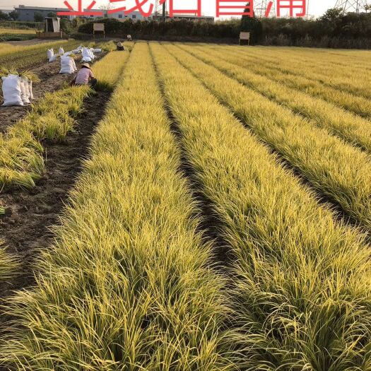 常州石菖蒲