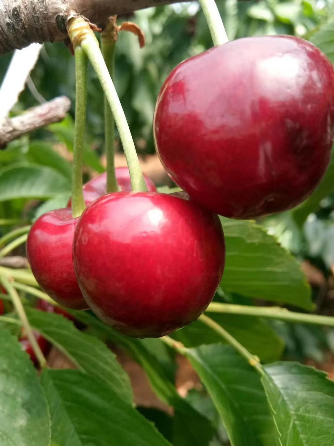  大连旅顺当地樱桃，露天樱桃，日照时间长