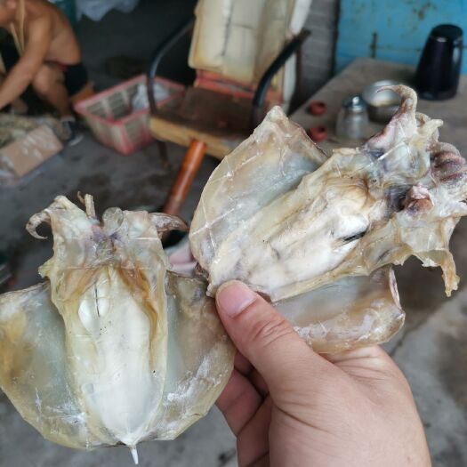 北海墨鱼干 6-12个月