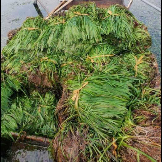 赤壁市苦草 纯绿化虾蟹养殖必备优质水草，大量低价出售，货源充足，保质保量