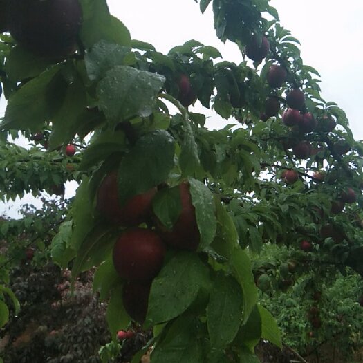 随县 澳洲红肉李