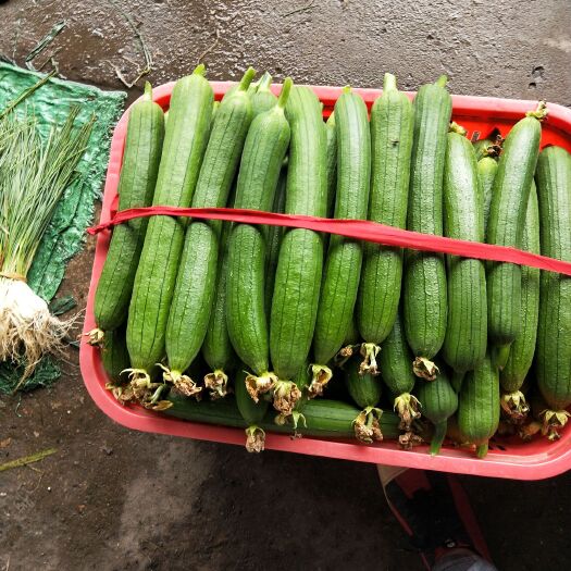 黄梅县 精品丝瓜